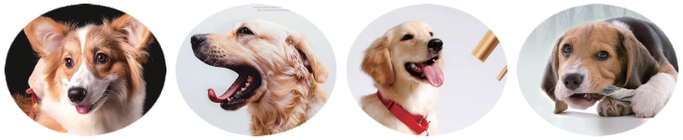 Pet dog chews machine Pet dog chews machine